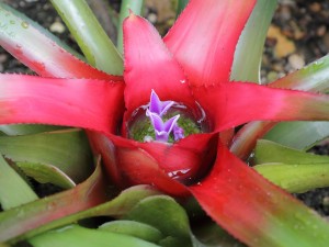 Neoregelia carolinae 'Tricolor'