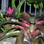 Neoregelia marmorata