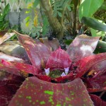 Neoregelia marmorata flowers