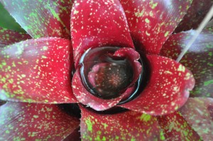 Neoregelia marmorata  rosette