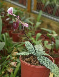 Paphiopedilum callosum