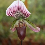 Paphiopedilum callosum flower