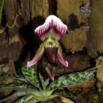 Paphiopedilum callosum in natural habitat