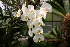 Phalaenopsis amabilis