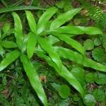 Pteris cretica