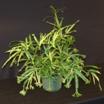 Pteris cretica cv. Mayii