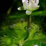 Aldrovanda vesiculosa - flower