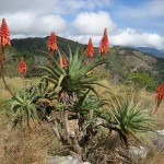 Aloe arborescens flowering