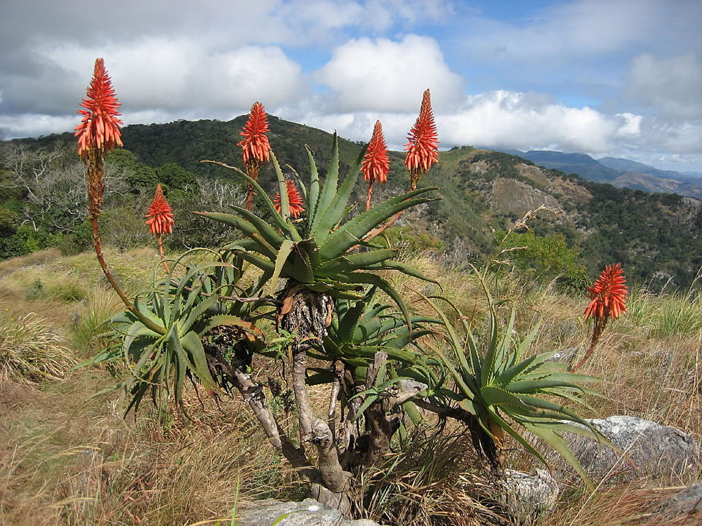 Plants & Flowers » Aloe arborescens