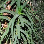 Aloe arborescens rosette