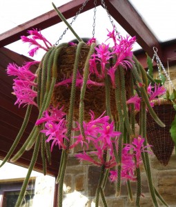 Aporocactus flagelliformis