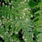 Asparagus setaceus - flowers