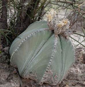 Astrophytum myriostigma