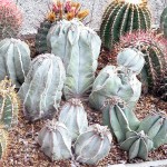 Astrophytum myriostigma 