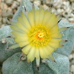 Astrophytum myriostigma - flower