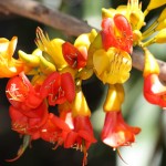 Castanospermum australe - flowers
