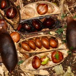 Castanospermum australe - seeds