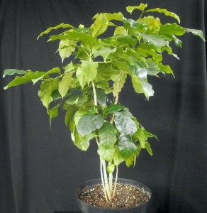 Coffea arabica