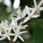 Coffea arabica - flowers