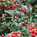 Coffea arabica - fruits