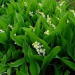 Convallaria majalis 