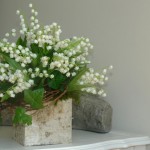 Convallaria majalis - bouquet