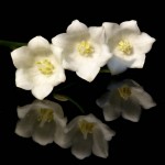 Convallaria majalis - open flower