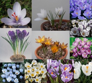 Crocus hybrids