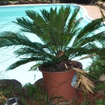 Cycas revoluta potted