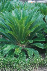 Cycas revoluta