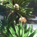 Cycas revoluta - female flower