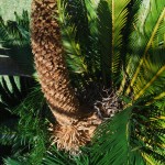 Cycas revoluta - male cone