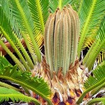 Cycas revoluta - new growth of leaves