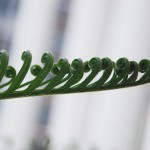 Cycas revoluta - new leaf