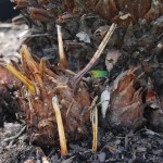 Cycas revoluta - pups