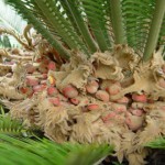 Cycas revoluta- seeds and new growth 