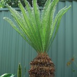 Cycas revoluta - trunk