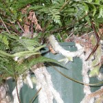Davallia fejeensis - aerial rhizomes