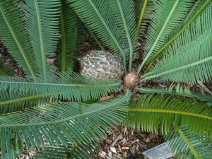 Dioon edule