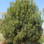 Laurus nobilis 