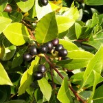 Laurus nobilis - fruits