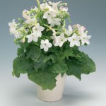 Nicotiana alata 