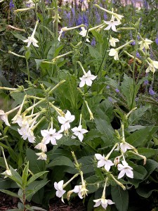 Nicotiana alata 