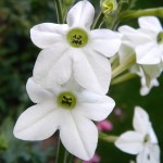 Nicotiana alata