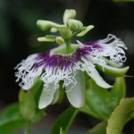 Passiflora caerulea