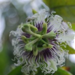 Passiflora caerulea