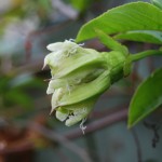 Passiflora caerulea