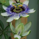 Passiflora caerulea