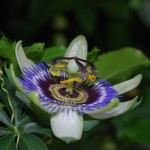 Passiflora caerulea