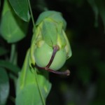 Passiflora caerulea